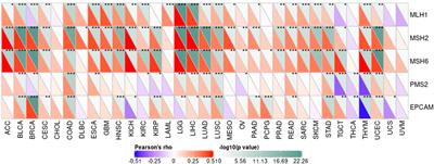 Pan-Cancer Bioinformatics Analysis of Gene UBE2C